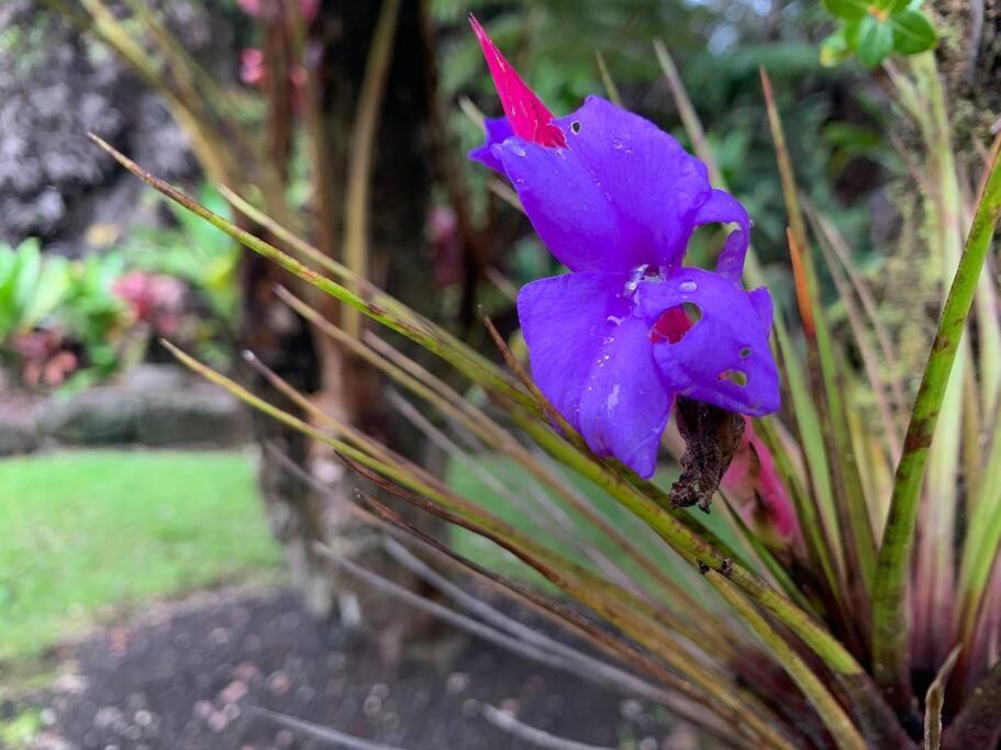 Hau'Oli Place Tiki Cottage In ボルケーノ エクステリア 写真