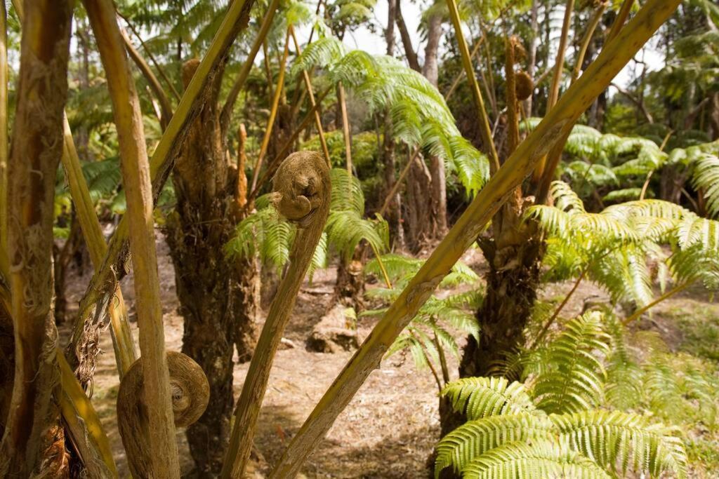 Hau'Oli Place Tiki Cottage In ボルケーノ エクステリア 写真